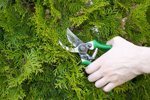 Руки срезаны кустарники
