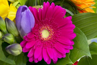 Beyaz arkaplanda izole edilmiş renkli çiçekler..