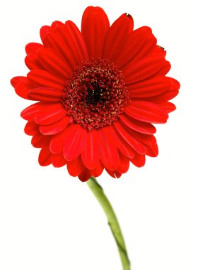 Beyaz arka plan üzerinde izole gerber papatya