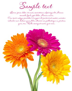 Beyaz arka plan üzerinde izole gerber papatya