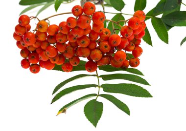 Üvez meyveleri ve beyaz yapraklar