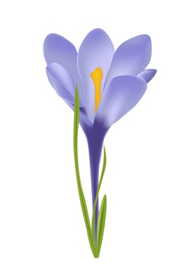 Çiğdem çiçek vektör çizim