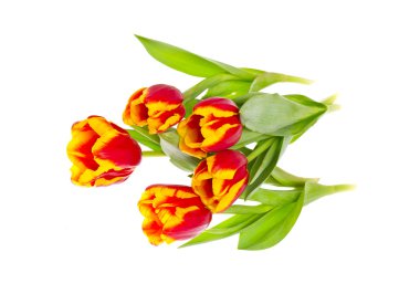 Beyaz arka planda güzel laleler