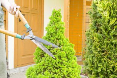 bush makas elleri kesilir