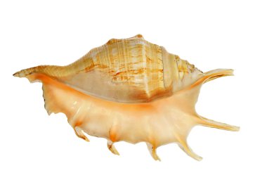 Beyaz arkaplanda deniz kabuğu izole