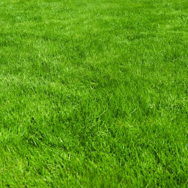 temiz güzel arka plan yeşil çimen.