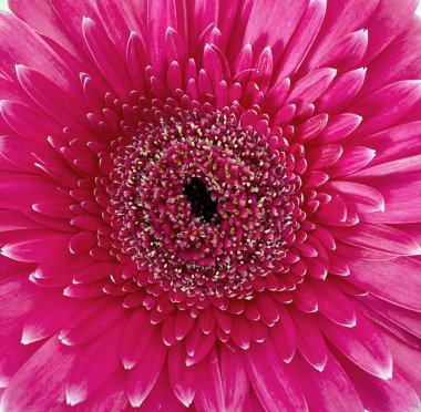 Beyaz arka plan üzerinde izole gerber papatya