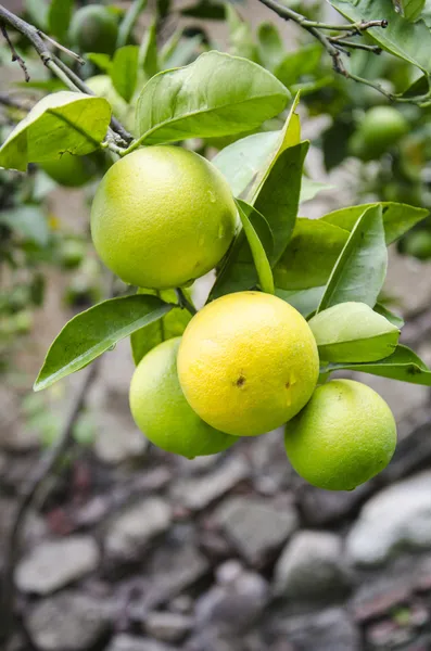 Garten der Natur - Orangenfrüchte — Stockfoto