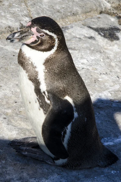 Pingüinos - relaciones leales —  Fotos de Stock