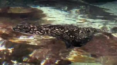 Deniz yaşamı - stingray
