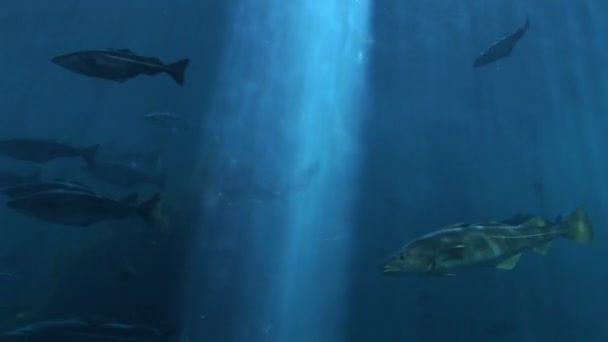 Fish - Marine life — Stock Video
