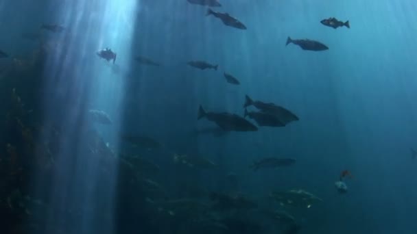 Fish - Marine life — Stock Video