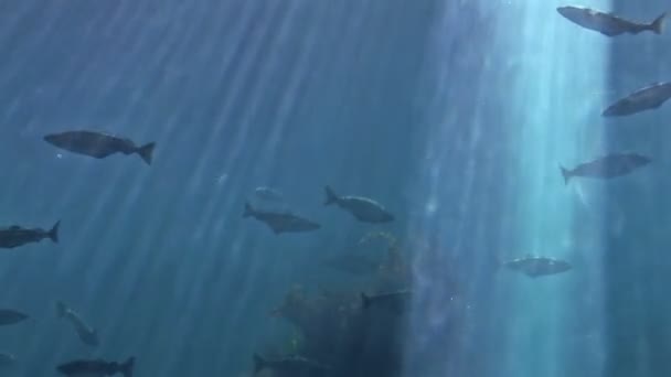 Риба морське життя — стокове відео