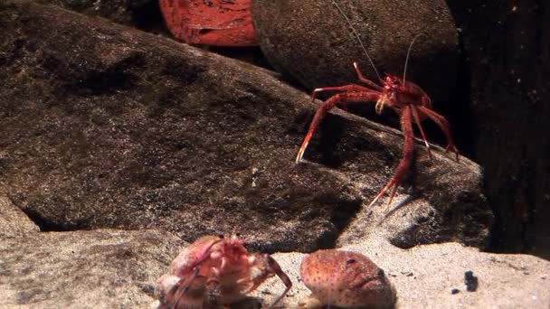 Meereslebewesen - Krabben — Stockvideo