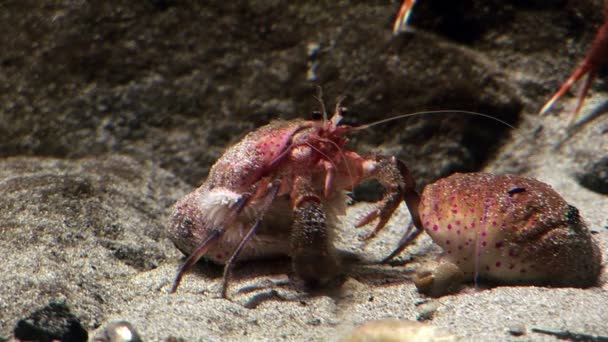 Marine life - Crabs — Stock Video