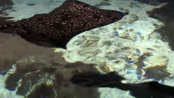 Морская жизнь - Stingray — стоковое видео