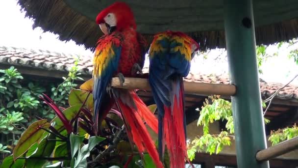 Птицы - попугаи - ара - Алый ара — стоковое видео