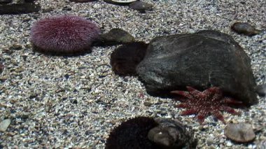 Deniz yaşamı - echinus - Kızıl Deniz kestanesi