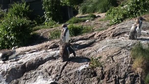 Penguenler - Macellan penguenleri - sadık ilişkiler — Stok video