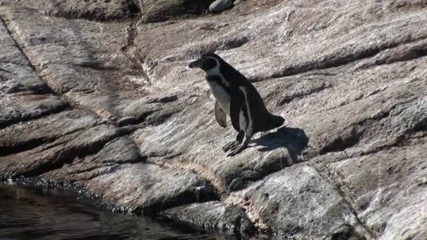 Pingüinos - Pingüinos magallánicos - Spheniscus magellanicus — Vídeos de Stock