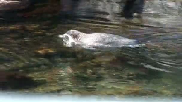 Pingviner - magellanska penguins - spheniscus magellanicus — Stockvideo