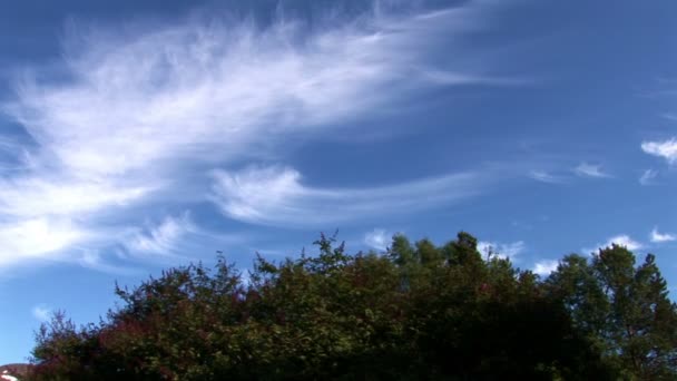 Upływ czasu błękitne niebo z drzewa — Wideo stockowe