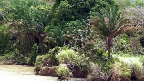 Panama Canal - Gatun Lake - Green vegetation - HDV — Stock Video