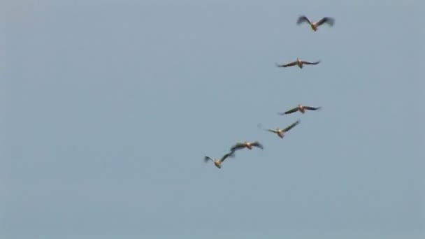 Fåglar - pelikaner — Stockvideo