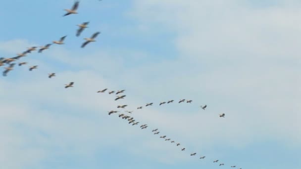 Vogels - pelikanen — Stockvideo