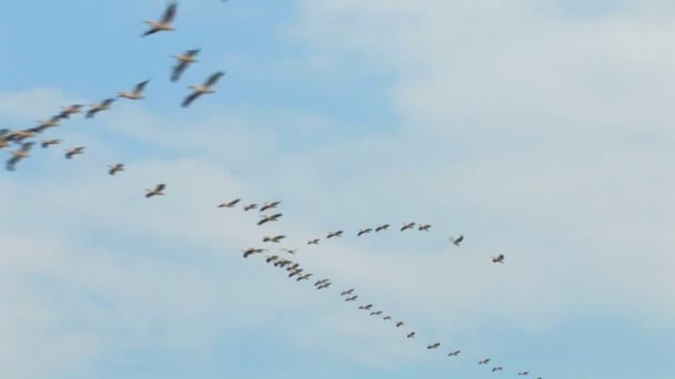 Aves - Pelícanos — Vídeos de Stock