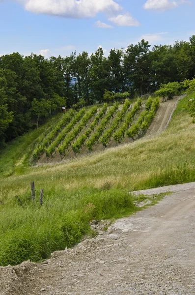 Green Vineyard Landscape — Stock Photo, Image