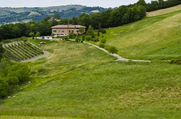 Colonica, Vigneti E Campo — Foto Stock