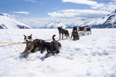köpek sledding alaska-