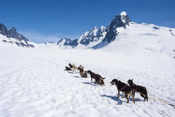 Alaska - traîneau à chiens — Photo