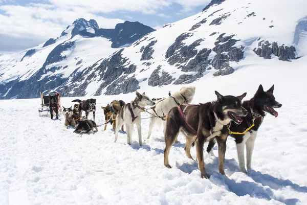 Аляска - собачих упряжках — стокове фото