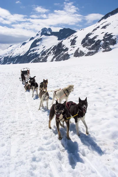 Аляска - собачих упряжках — стокове фото