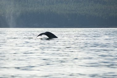 kambur balina kuyruğu