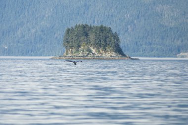 alaska - seyahat hedefi - macera izlerken balina