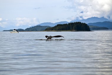 alaska - seyahat hedefi - macera izlerken balina