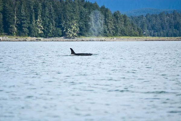 Whale Watching Adventure - Orca — Stock Photo, Image