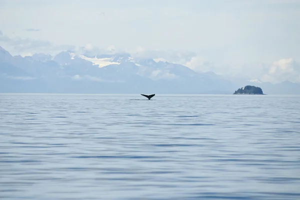 Alaska - Destino de viagem - Aventura de observação de baleias — Fotografia de Stock