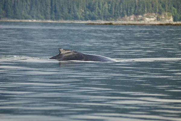 Walvis kijken avontuur — Stockfoto