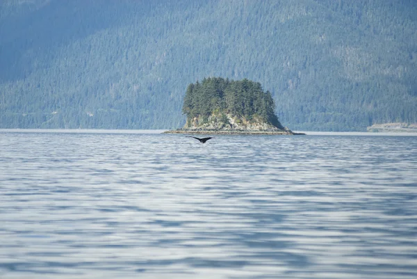 Аляска - Travel Destination - Whale Watching Adventure — стоковое фото