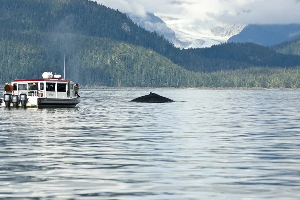 Aventura avistamiento de ballenas — Foto de Stock