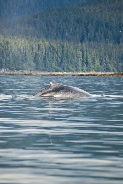 Горбатый кит - Деталь — стоковое фото