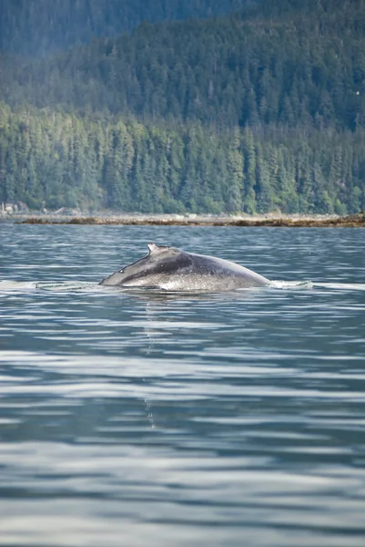 Humpback Whale - Detail — Stock Photo, Image