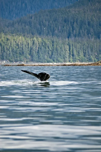 Humpback Whale Tail — Stock Photo, Image