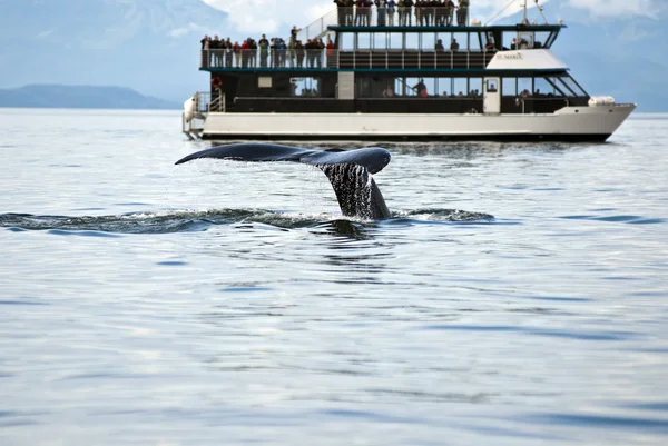 Whale Watching Adventure — Stock Photo, Image