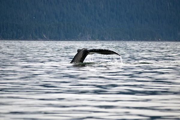 Ogon wieloryba garbaty — Zdjęcie stockowe