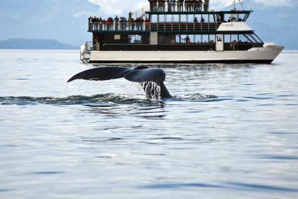 Walvis kijken avontuur — Stockfoto